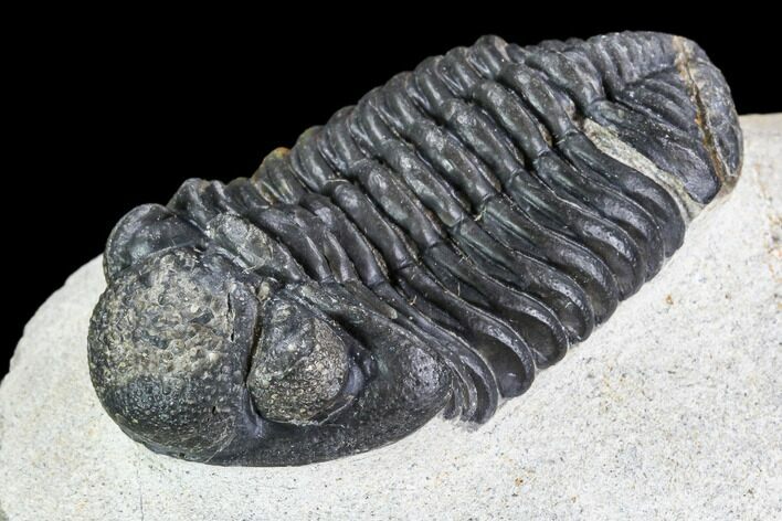 Bargain, Pedinopariops Trilobite - Mrakib, Morocco #110677